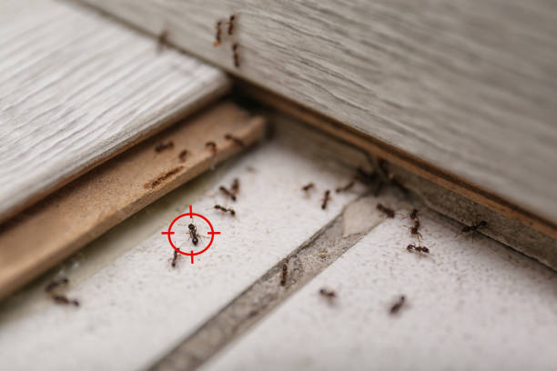 Best Mosquito Control Services  in Haines City, FL