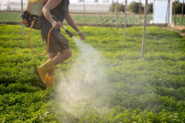 Best Local Pest Control Services  in Haines City, FL
